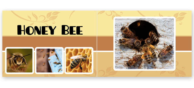 Taupe-themed photobook with a honey bee motif, featuring images of honey bees and honeycombs. The cover showcases a large photo of bees at a hive entrance, with smaller images of bees and honeycombs on the left. Ideal for personalised gifts, photo albums, and nature-themed collections.